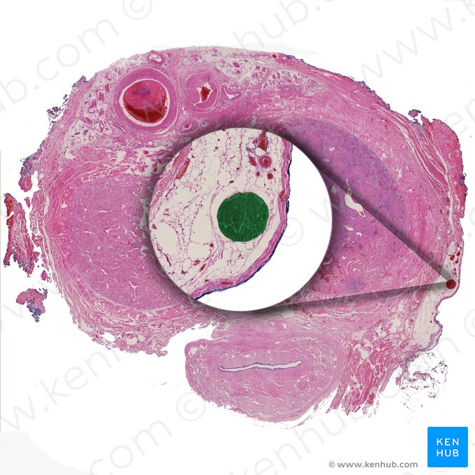 Superficial dorsal vein of penis (Vena dorsalis superficialis penis); Image: 