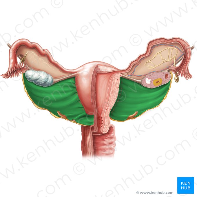 Mesométrio (Mesometrium); Imagem: Samantha Zimmerman