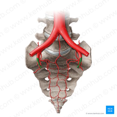 División anterior de la arteria ilíaca interna (Divisio anterior arteriae iliacae internae); Imagen: Liene Znotina