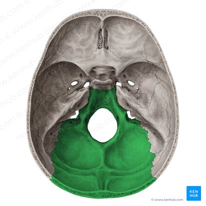 Hueso occipital (Os occipitale); Imagen: Yousun Koh