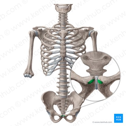 Pubic crest (Crista pubica); Image: Yousun Koh