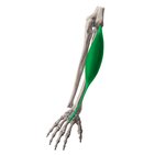 Músculo extensor radial curto do carpo