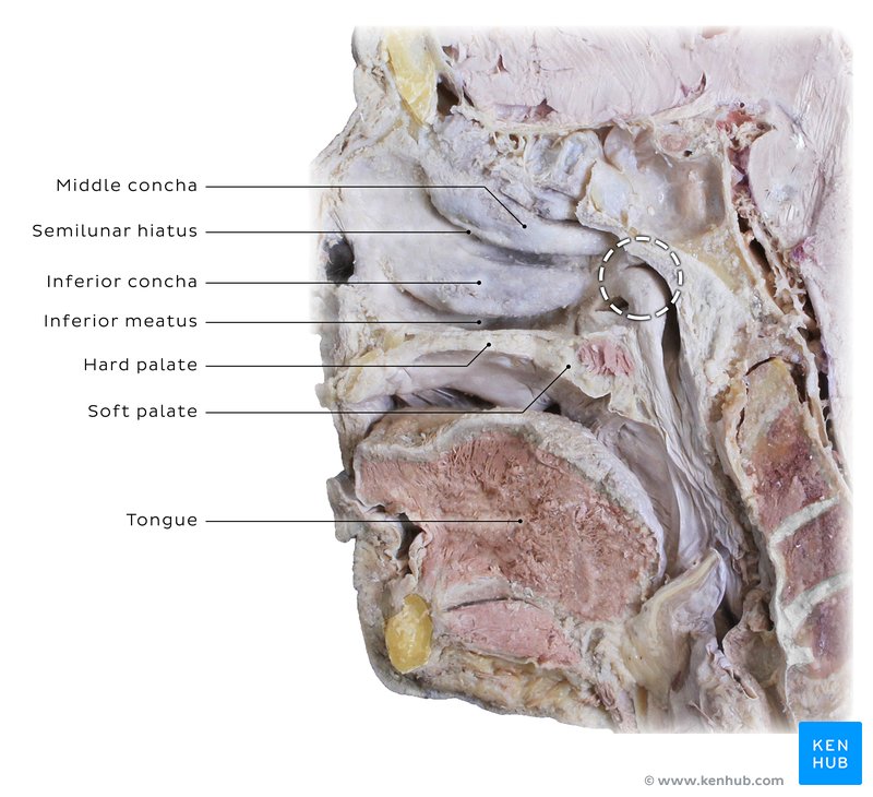 Nasal cavity and nasopharynx - mid-sagittal view