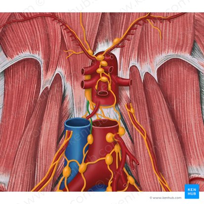 Tronco linfático lumbar derecho (Truncus lymphaticus lumbalis dexter); Imagen: Irina Münstermann