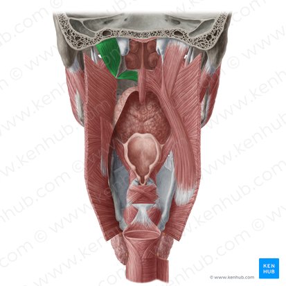 Tensor veli palatini muscle (Musculus tensor veli palatini); Image: Yousun Koh