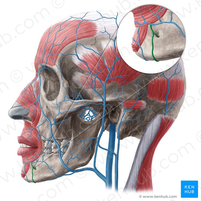 Veia mentual (Vena mentalis); Imagem: Yousun Koh