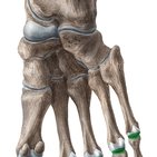 Metatarsophalangeal (MTP) joints