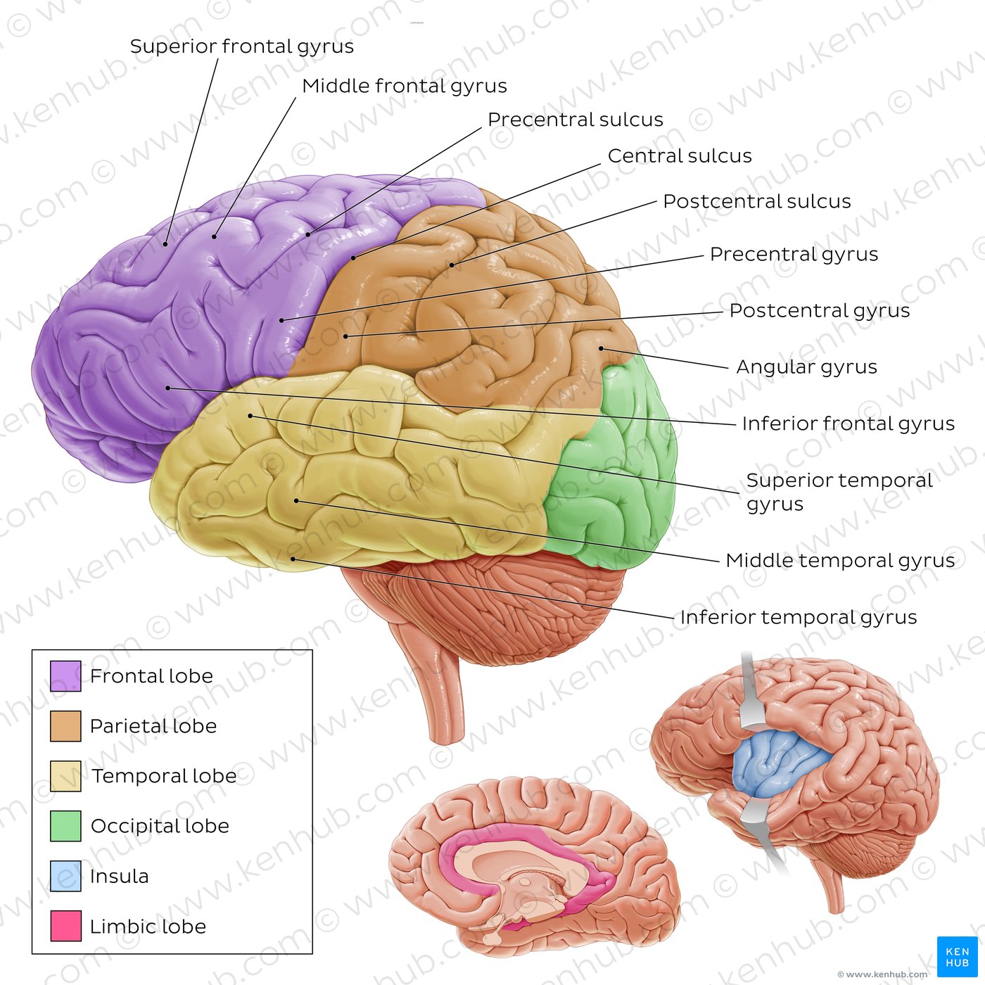 Lateral views of the brain - labeled diagram