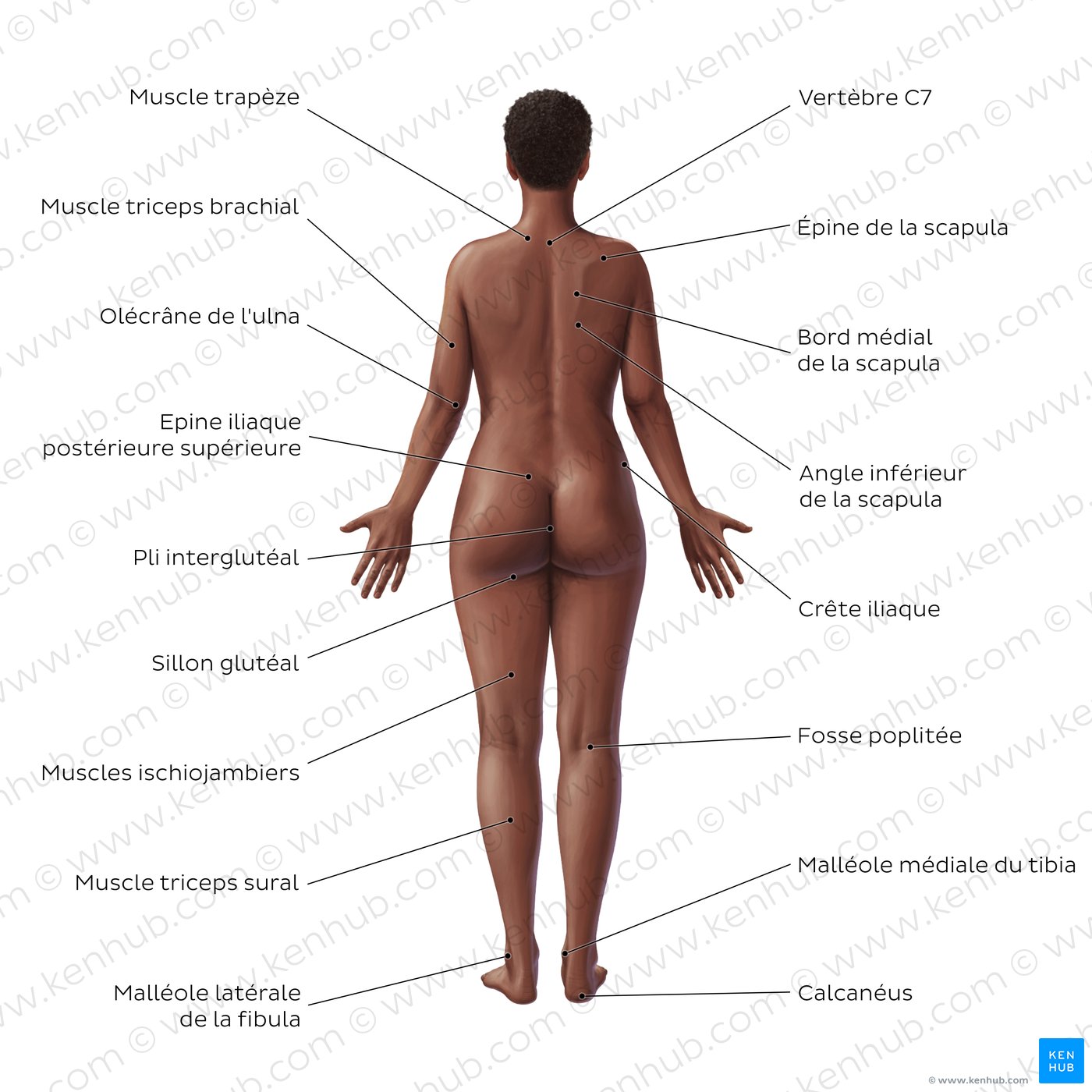 Anatomie de surface du corps féminin (vue postérieure)