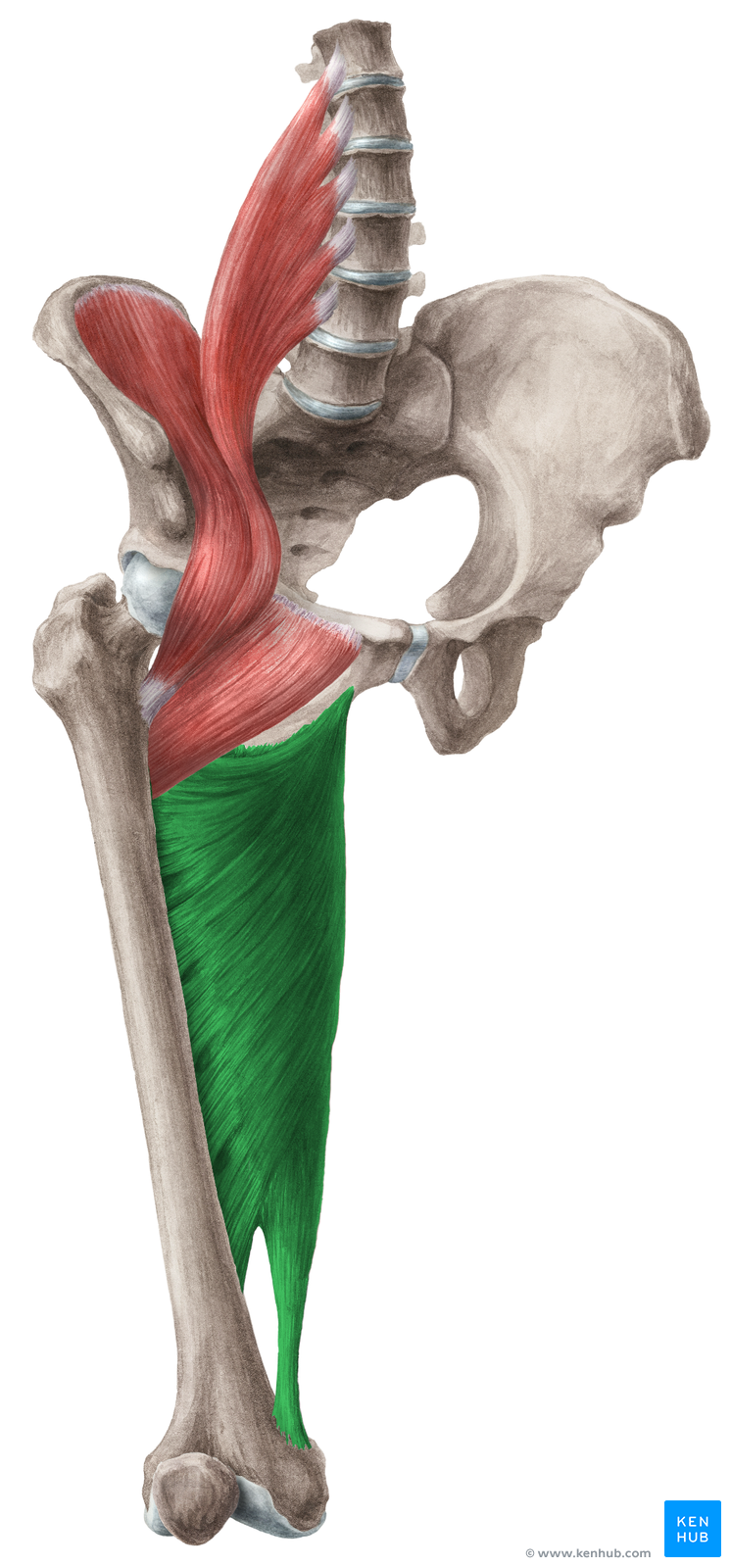 Musculus Adductor Longus