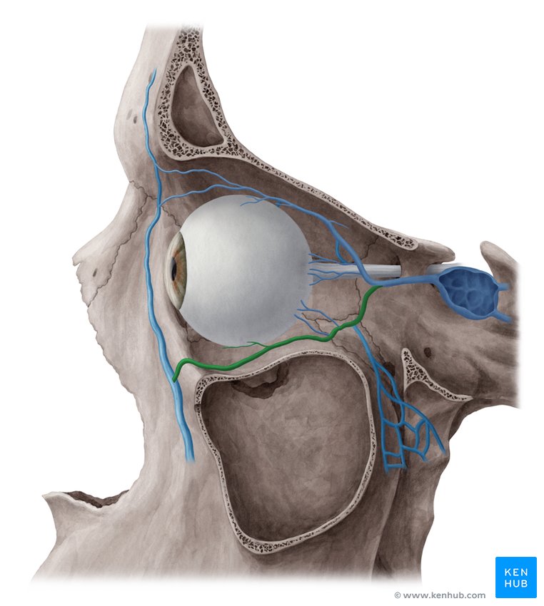 Inferior ophthalmic vein - lateral-left view