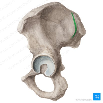 Posterior gluteal line of ilium (Linea glutea posterior ossis ilii); Image: Liene Znotina