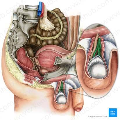 Pampiniform plexus (Plexus pampiniformis); Image: Irina Münstermann