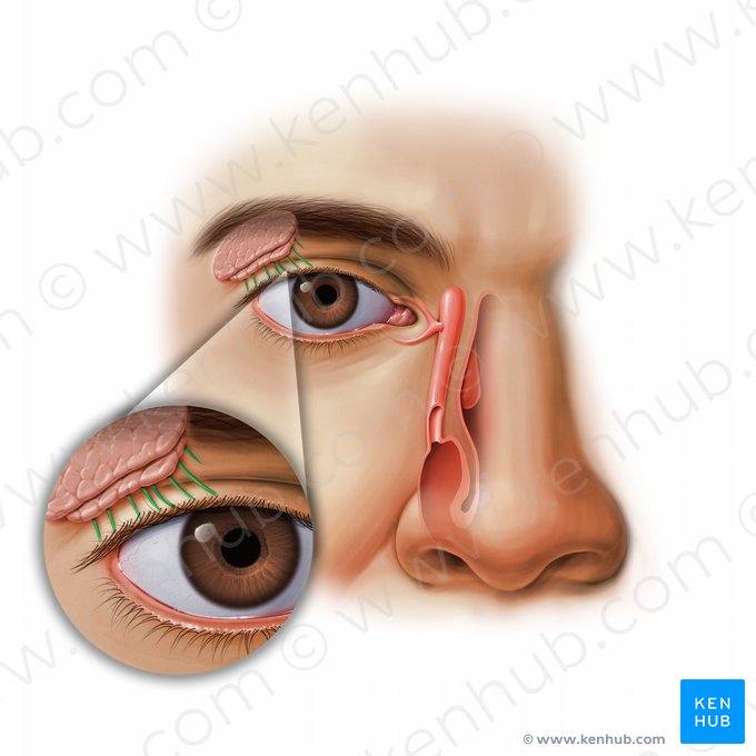 Ductos excretores da glândula lacrimal (Ductuli excretorii glandulae lacrimalis); Imagem: Paul Kim