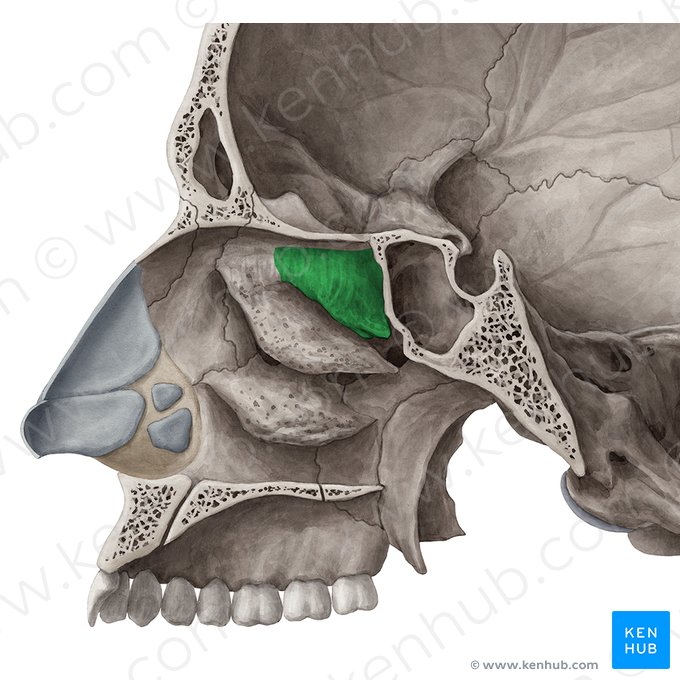 Concha nasal superior (Concha superior nasi ossis ethmoidalis); Imagem: Yousun Koh