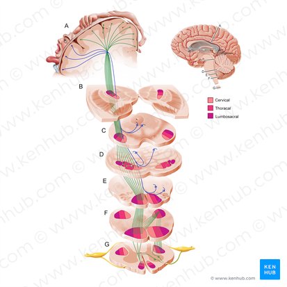 Corticospinal tract (Fibrae corticospinales); Image: Paul Kim