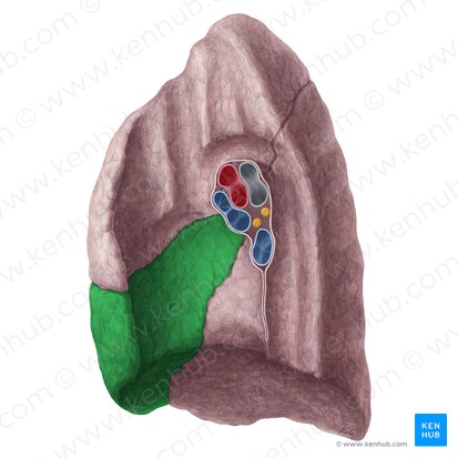 Lóbulo medio del pulmón derecho (Lobus medius pulmonis dextri); Imagen: Yousun Koh