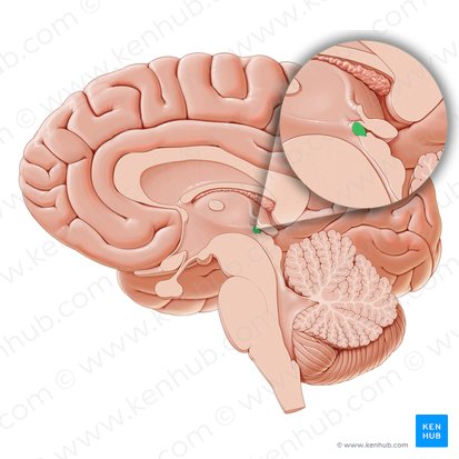 Comisura posterior (Commissura posterior); Imagen: Paul Kim