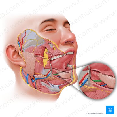 Conducto submandibular (Ductus submandibularis); Imagen: Paul Kim