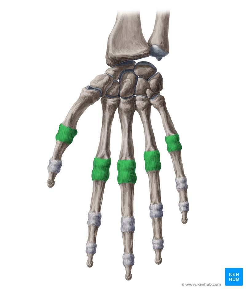 Metacarpophalangeal joint (Articulationes metacarpophalangeae)