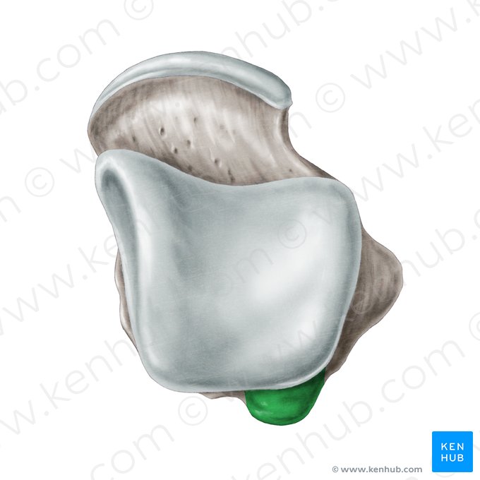 Tuberculum laterale processus posterioris ossis tali (Äußerer Höcker des hinteren Sprungbeinfortsatzes); Bild: Samantha Zimmerman