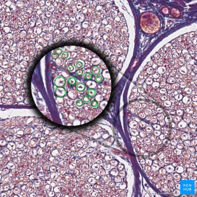 histología del ganglio espinal