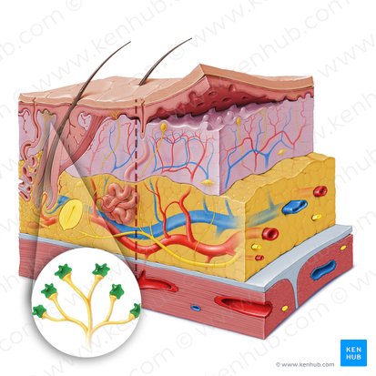 Célula epitelial táctil (de Merkel) (Epitheliocytus tactilis); Imagen: Paul Kim
