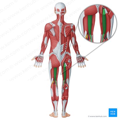 Músculo semitendinoso (Musculus semitendinosus); Imagen: Irina Münstermann