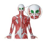Occipitalis muscle