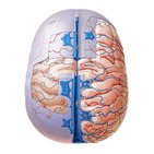 Meninges del encéfalo