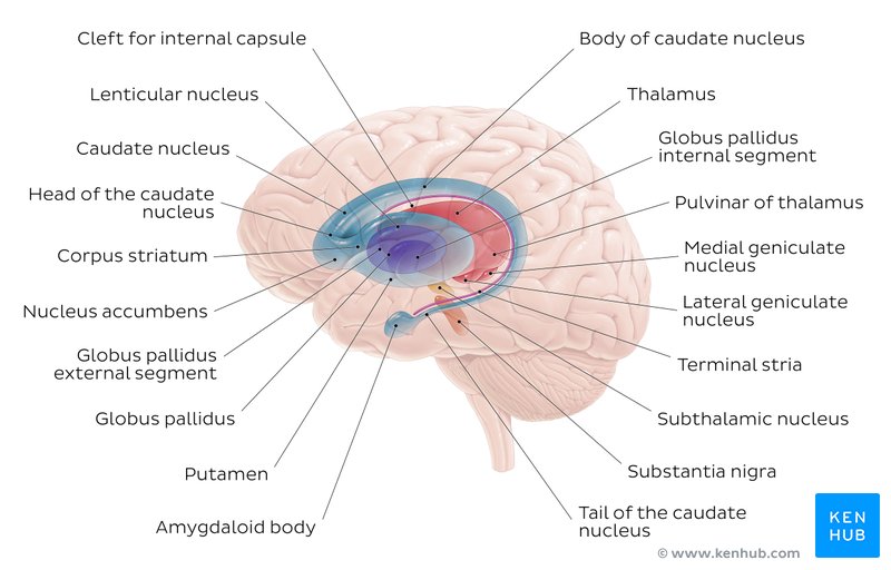 Basal ganglia Direct and Indirect pathways Kenhub