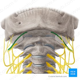 Nervus hypoglossus (Unterzungennerv); Bild: Yousun Koh