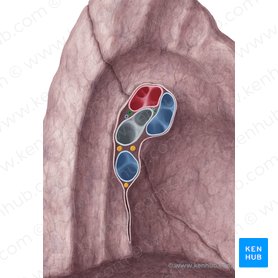 Bronchial artery (Arteria bronchialis); Image: Yousun Koh