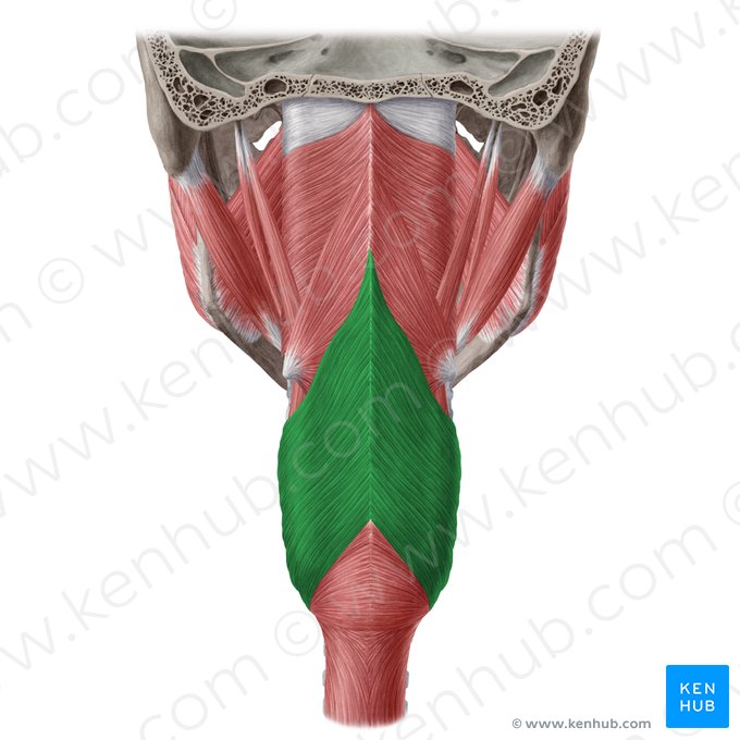 Porción tirofaríngea del músculo constrictor inferior de la faringe (Pars thyropharyngea musculi constrictoris pharyngis inferioris); Imagen: Yousun Koh