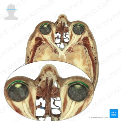 Orbicularis oculi muscle (Musculus orbicularis oculi); Image: National Library of Medicine