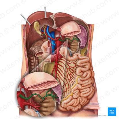 Splenic artery (Arteria splenica); Image: Irina Münstermann