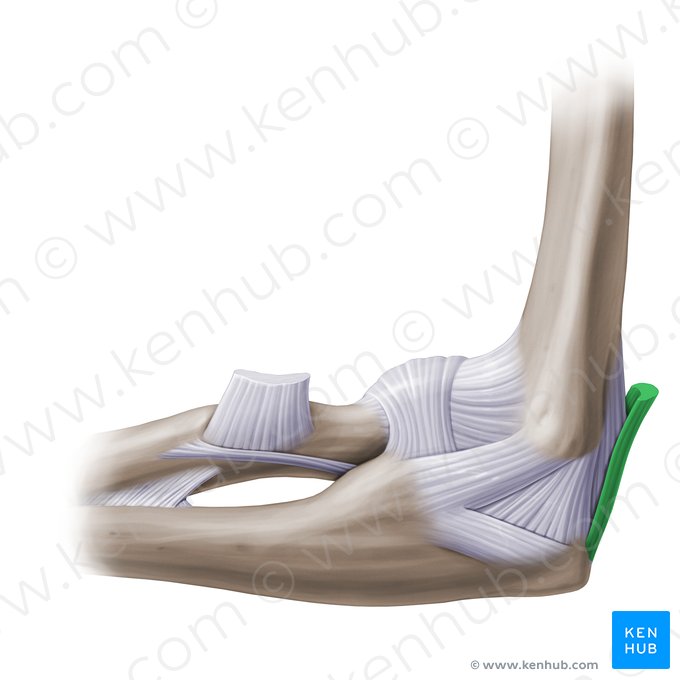 Tendón distal del músculo tríceps braquial (Tendo distalis musculi tricipitis brachii); Imagen: Paul Kim