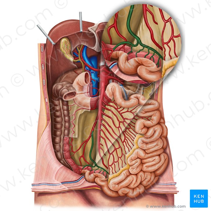 Ramo ileal da artéria ileocólica (Ramus ilealis arteriae ileocolicae); Imagem: Irina Münstermann