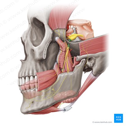 Nervo mandibular (Nervus mandibularis); Imagem: Paul Kim
