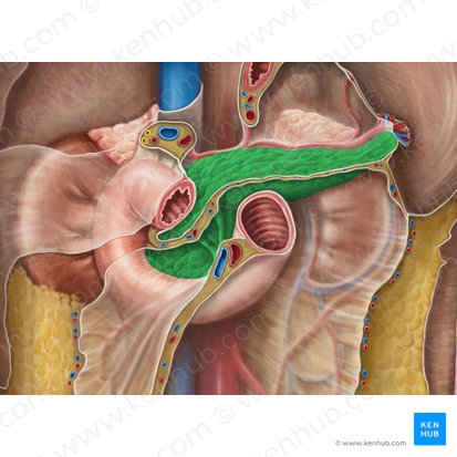 Pancreas (Bauchspeicheldrüse); Bild: Irina Münstermann