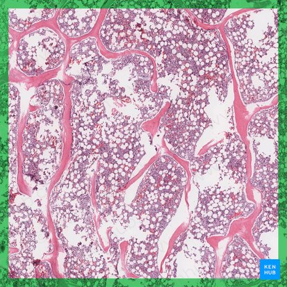 Medulla ossium rubra (Rotes Knochenmark); Bild: 