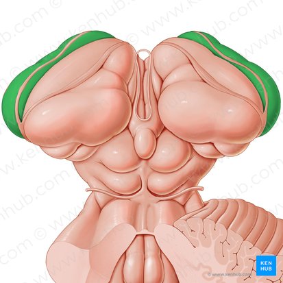 Núcleo caudado (Nucleus caudatus); Imagen: Paul Kim