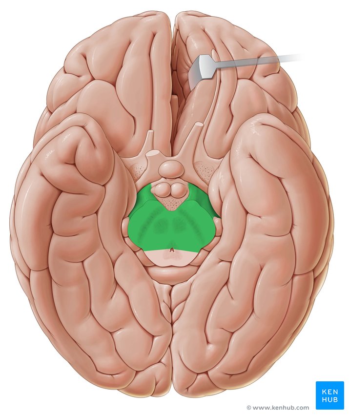 Cerebral peduncle - caudal view