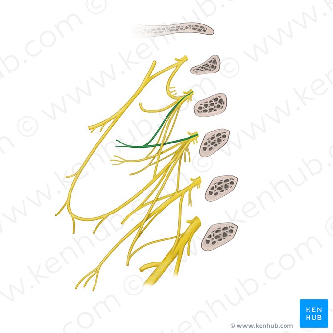 Great auricular nerve (Nervus auricularis magnus); Image: Begoña Rodriguez