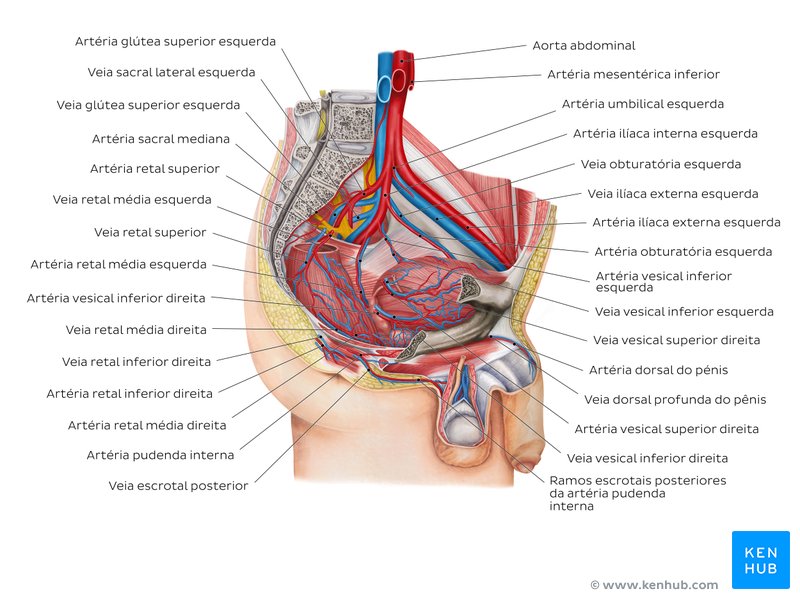 Vascularização da pelve masculina - um diagrama