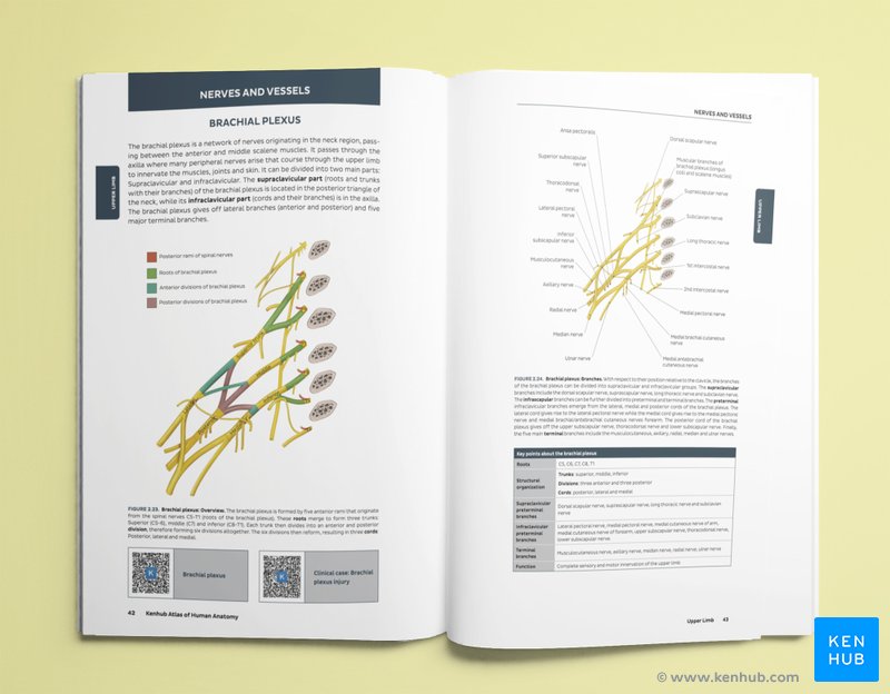 Kenhub Atlas of Human Anatomy: Brachial Plexus