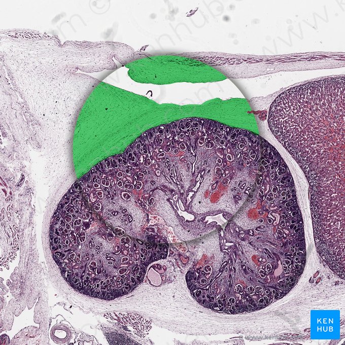 Brown adipose tissue (Textus adiposus fuscus); Image: 