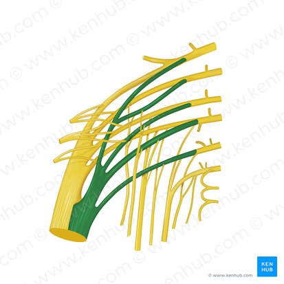 División tibial del nervio ciático (Divisio tibialis nervi ischiadici); Imagen: Begoña Rodriguez