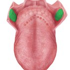 Palatine tonsil