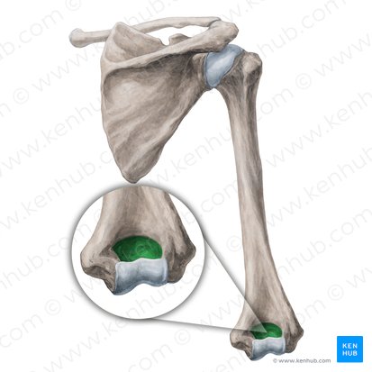 Humerus: Anatomy and clinical notes